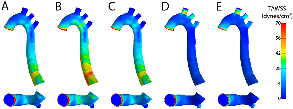 Smith et al., Ann. Biomed. Eng., 2021